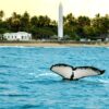 praia_forte_ baleia
